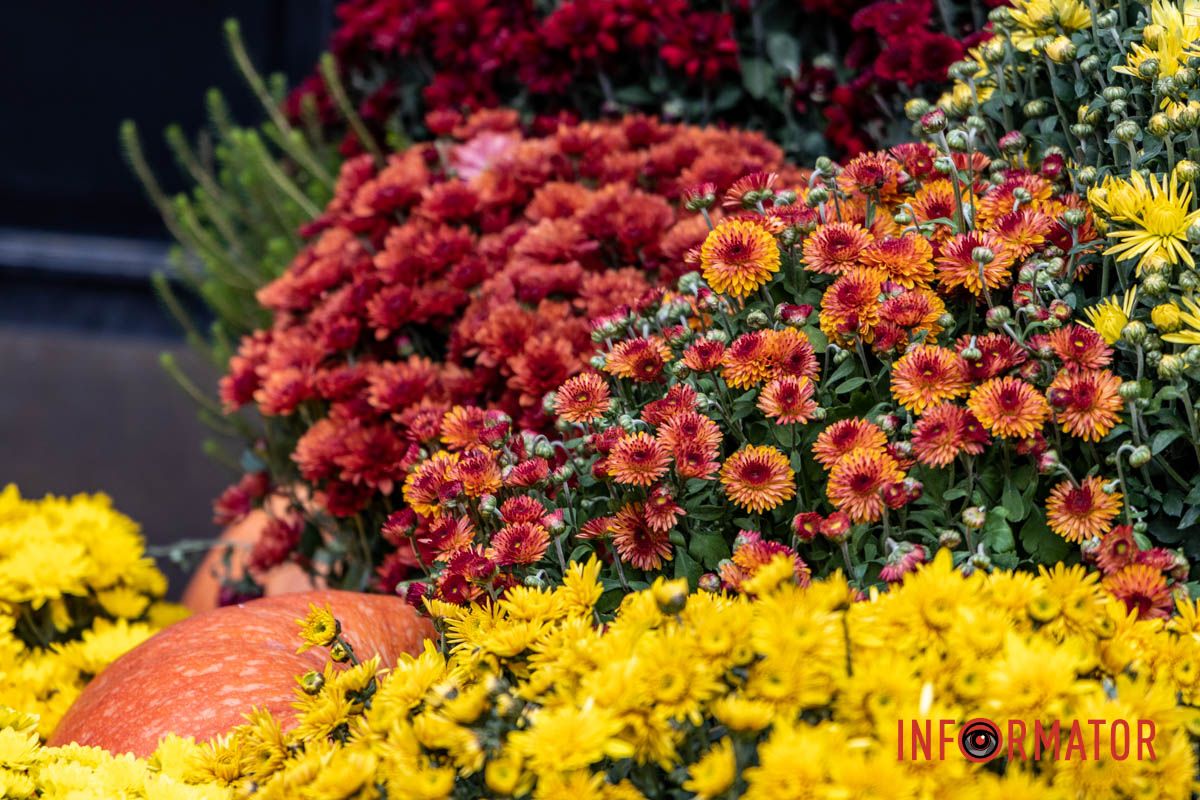 Дніпро в кольорах осені: де побачити найяскравіші хризантеми та загадкові фотозони 55