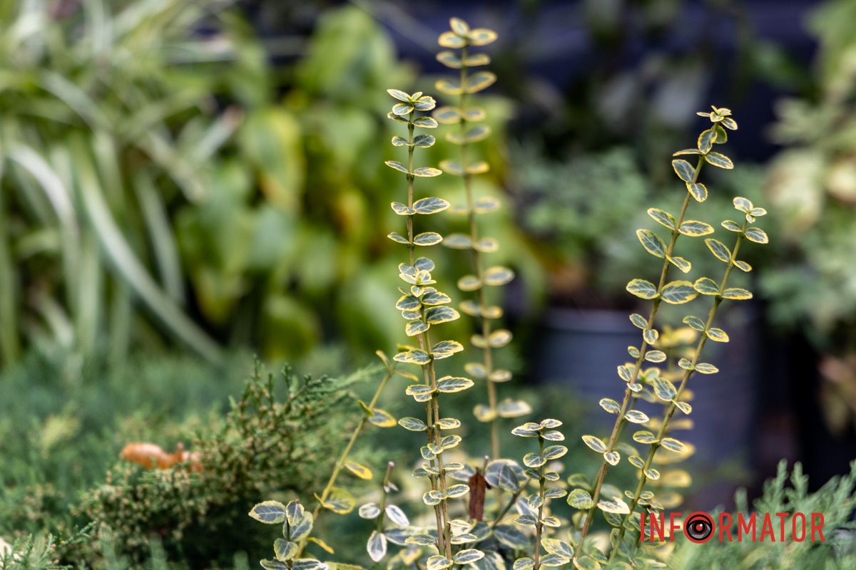 Дніпро в кольорах осені: де побачити найяскравіші хризантеми та загадкові фотозони 56