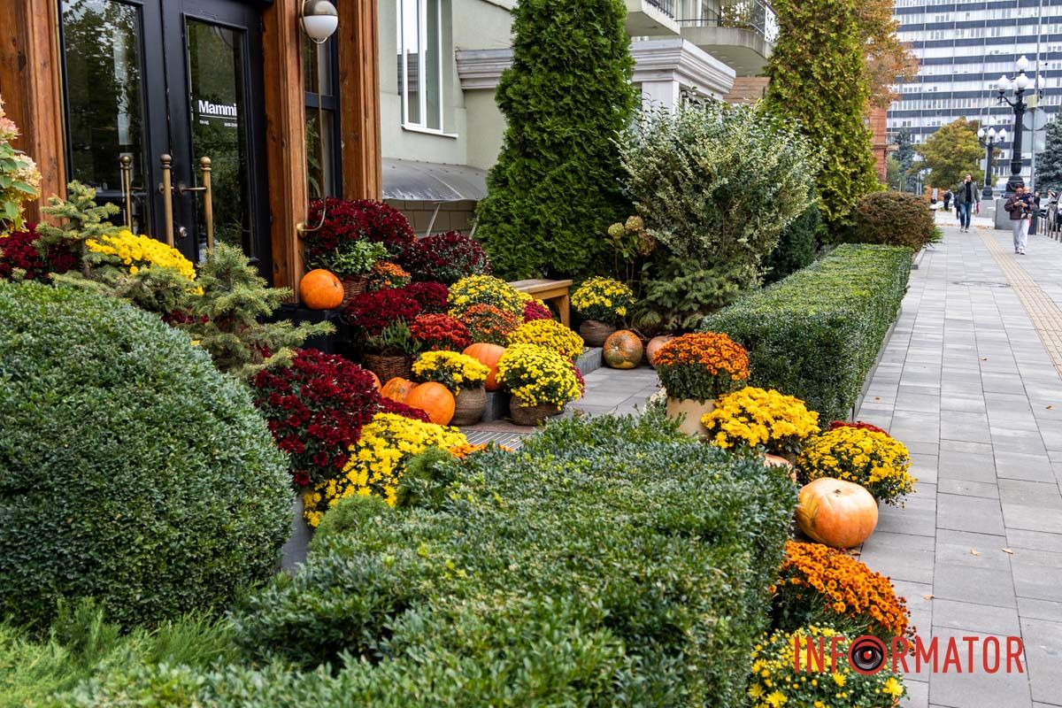 Дніпро в кольорах осені: де побачити найяскравіші хризантеми та загадкові фотозони 57