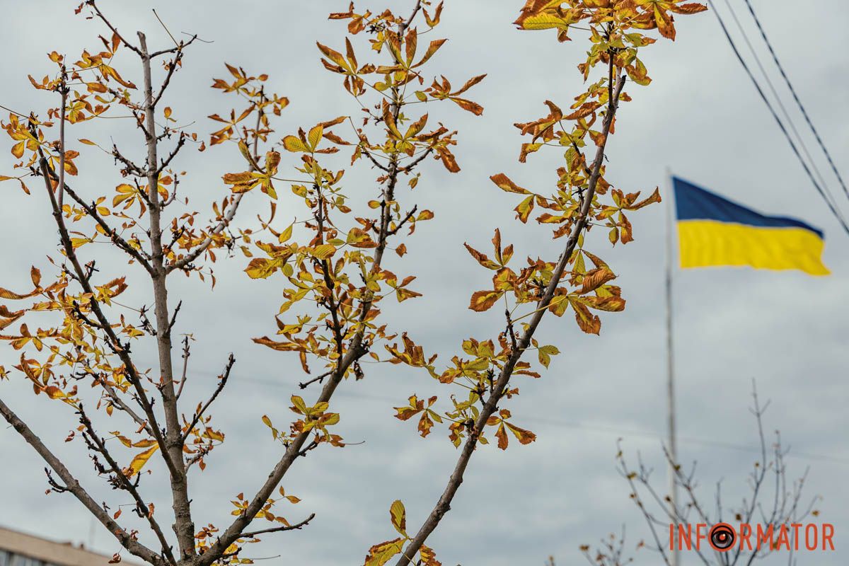 Висота дерев сягає близько трьох метрів Висота дерев сягає близько трьох метрів