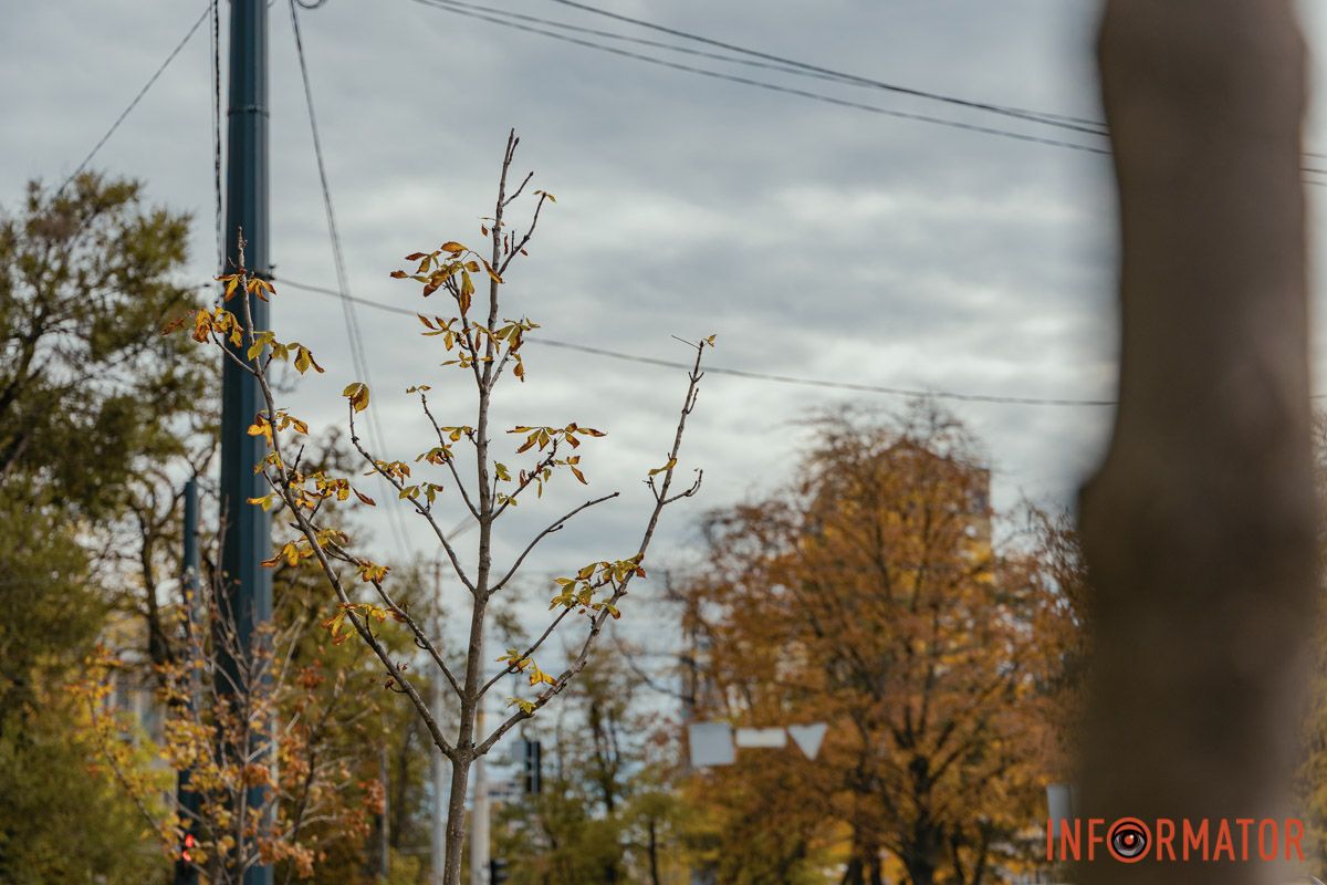 Заплановано висадити 15 дерев Заплановано висадити 15 дерев