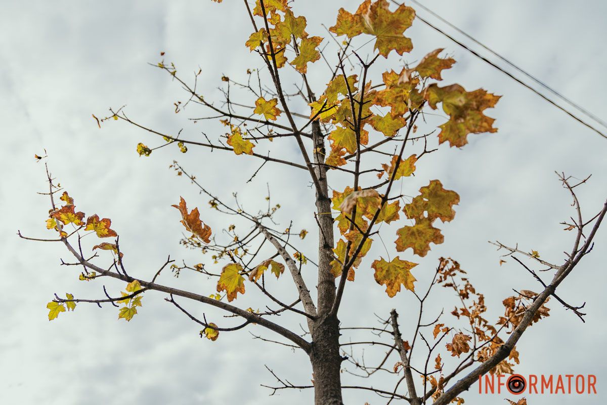 Озеленення – частина комплексного підходу до створення комфортного простору Озеленення – частина комплексного підходу до створення комфортного простору
