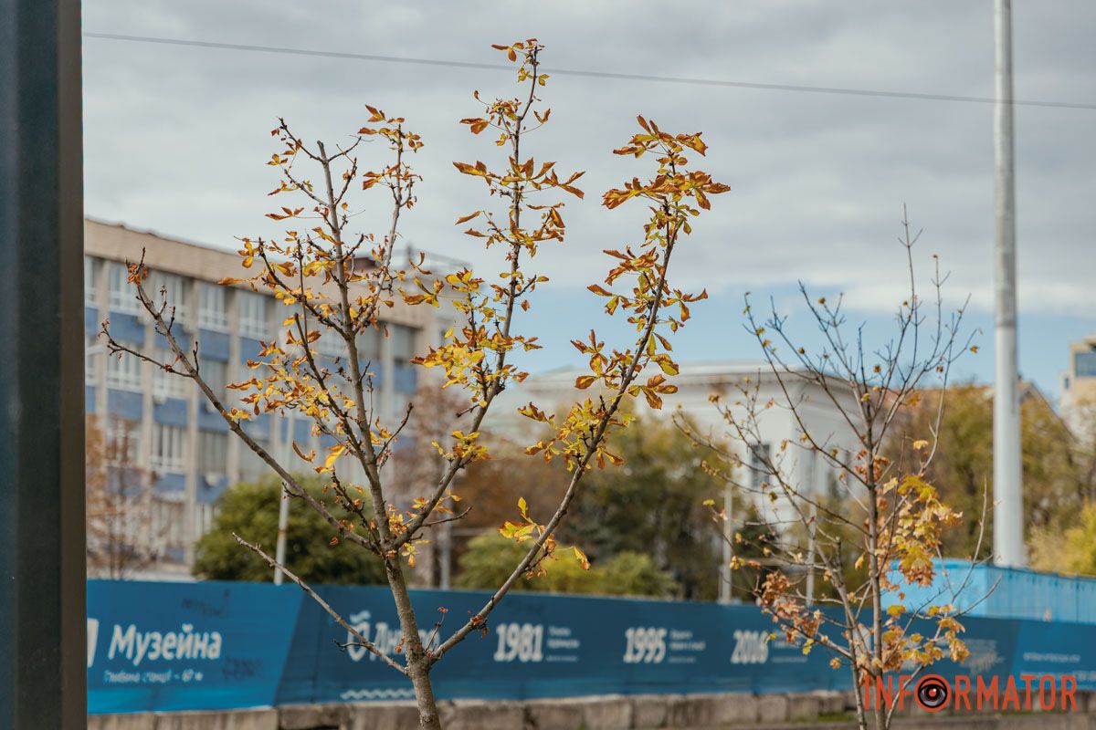 "Зелені легені" "Зелені легені"