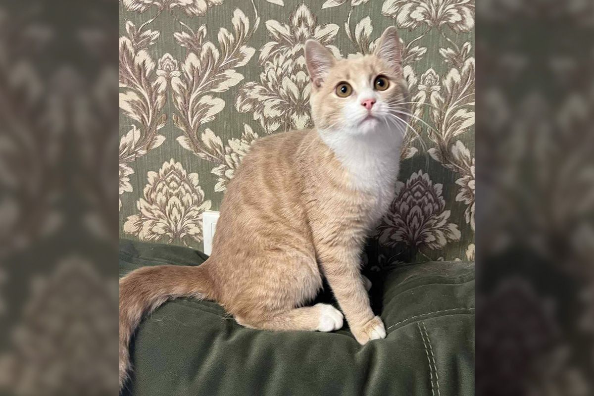 Котик без имени