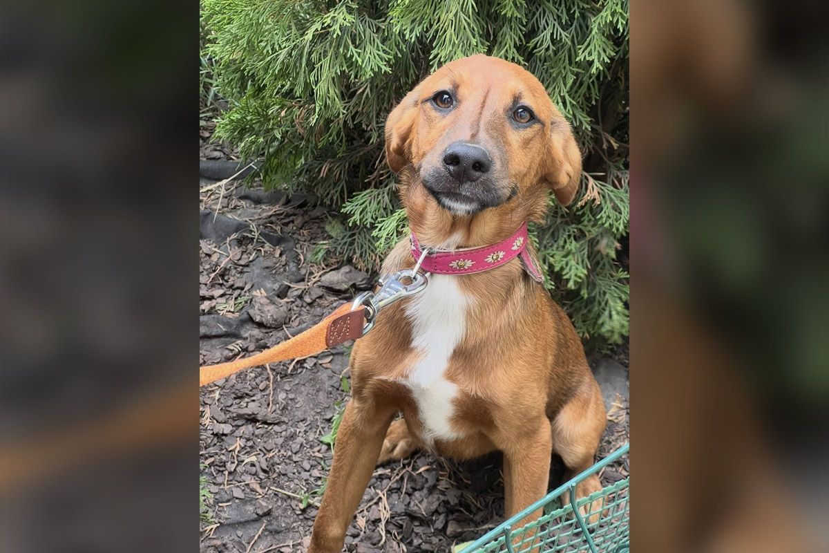 Дайте шанс к счастью: в Днепре собачки и собачки ищут новую семью 4