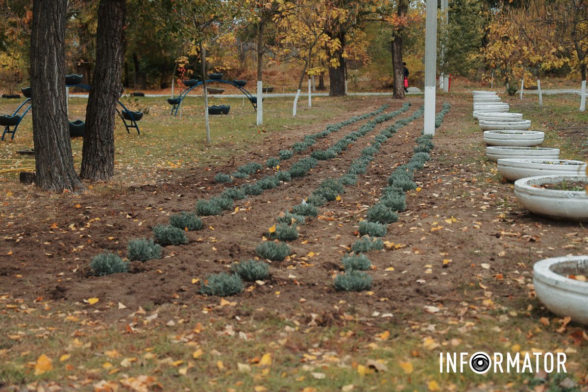 Высадили кусты лаванды в парке Сагайдак Высадили кусты лаванды в парке Сагайдак