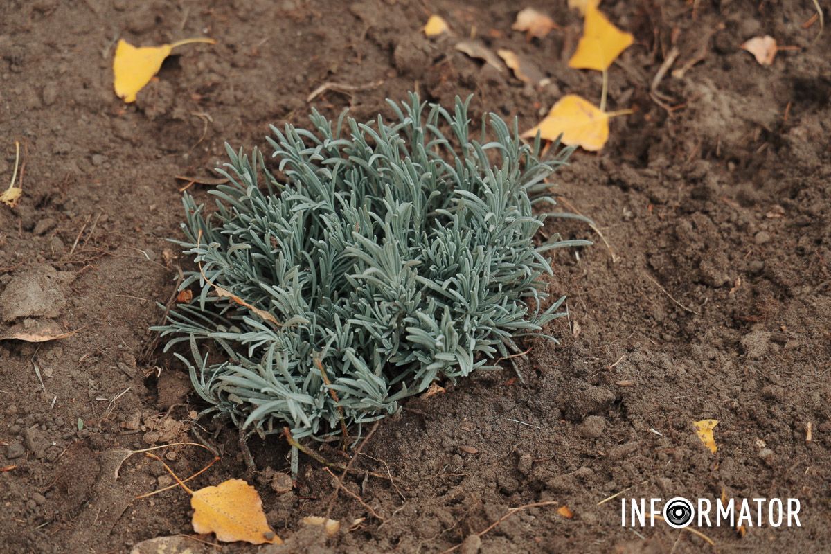 Будут наполнять успокаивающим ароматом Будут наполнять успокаивающим ароматом