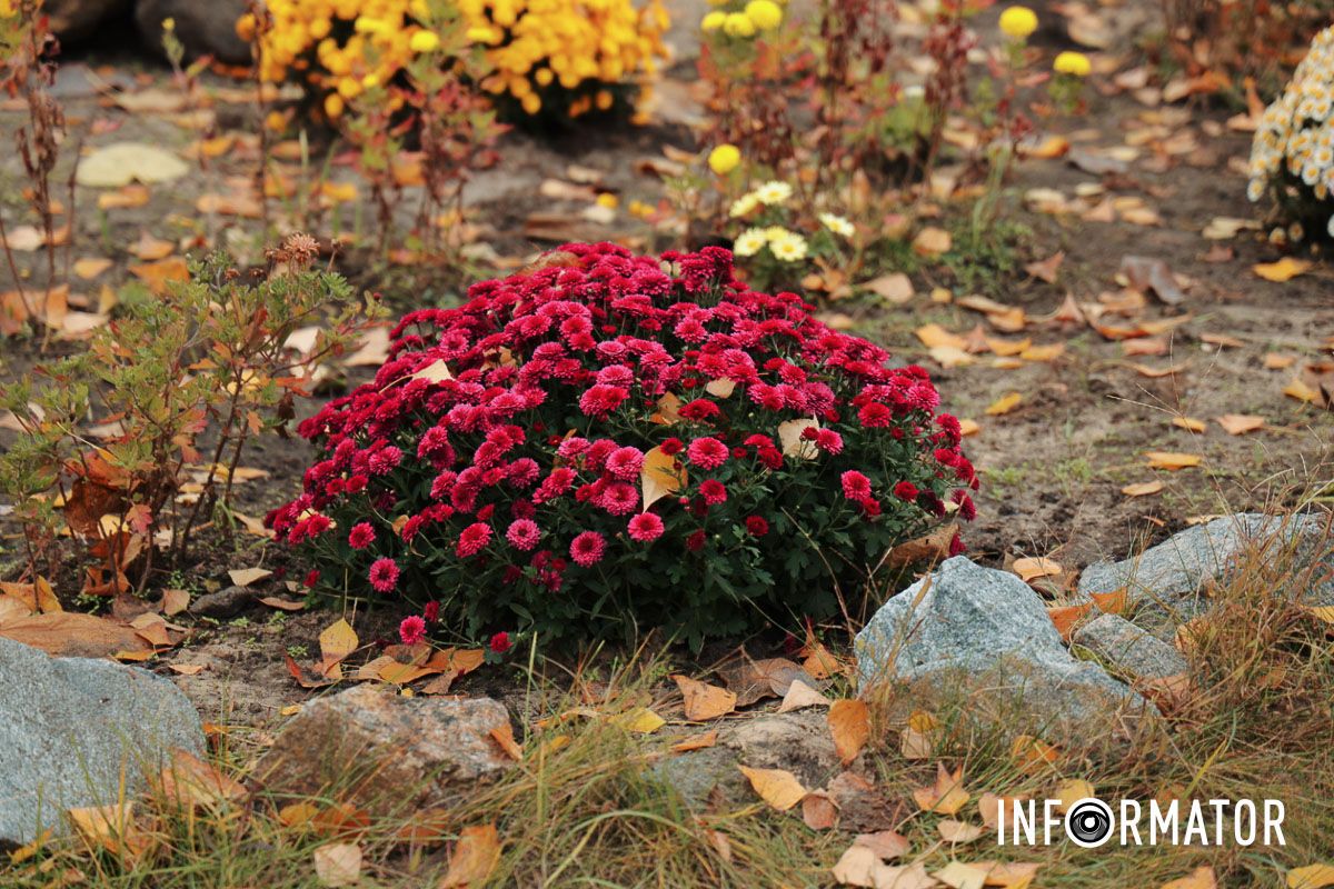 В Европе хризантемы появились только в XVII веке В парке Сагайдак провели озеленение и высадили 300 кустов лаванды.