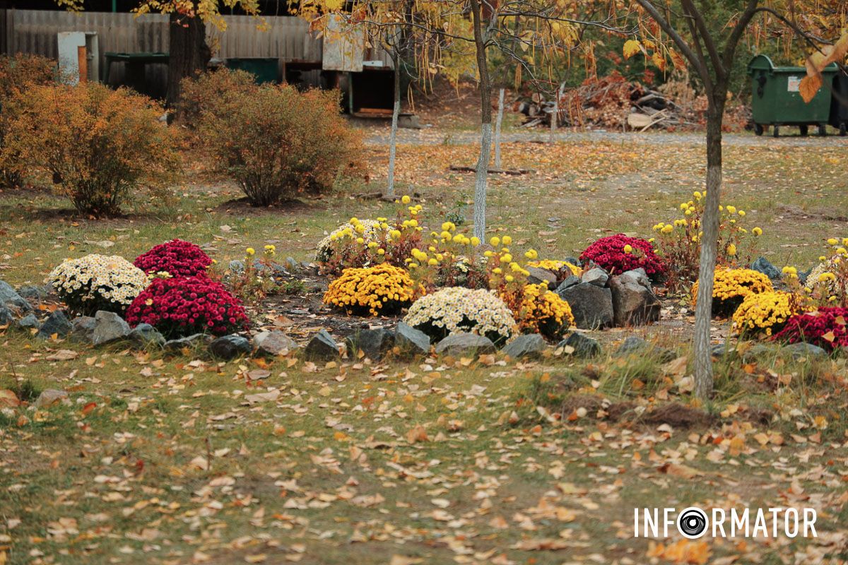 Впервые хризантемы были культивированы в Китае как лекарственные травы более 3000 лет. В парке Сагайдак провели озеленение и высадили 300 кустов лаванды.