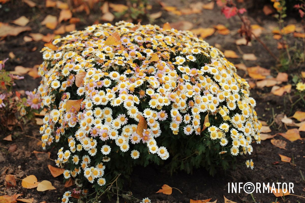 Клумба с хризантем Клумба с хризантем