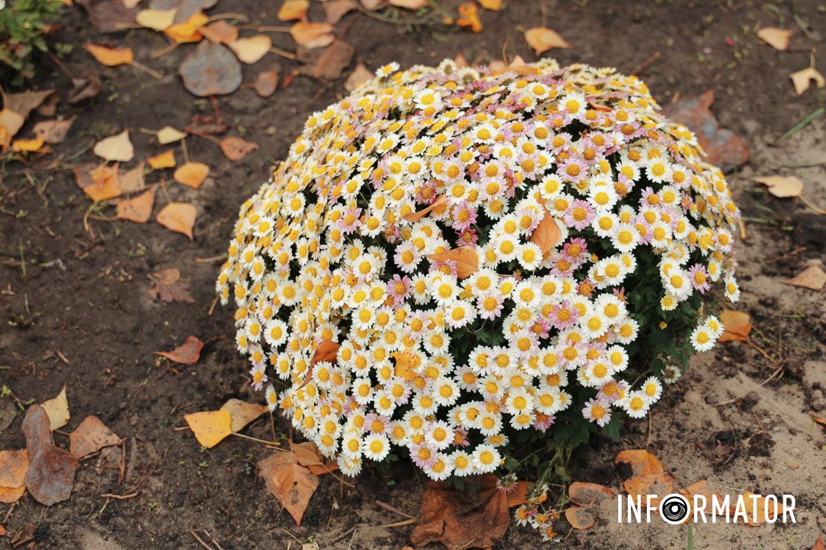 В древнем Китае корнями хризантем лечили главный бел. В парке Сагайдак провели озеленение и высадили 300 кустов лаванды.