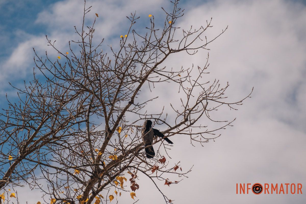 Птицы в объятиях неба