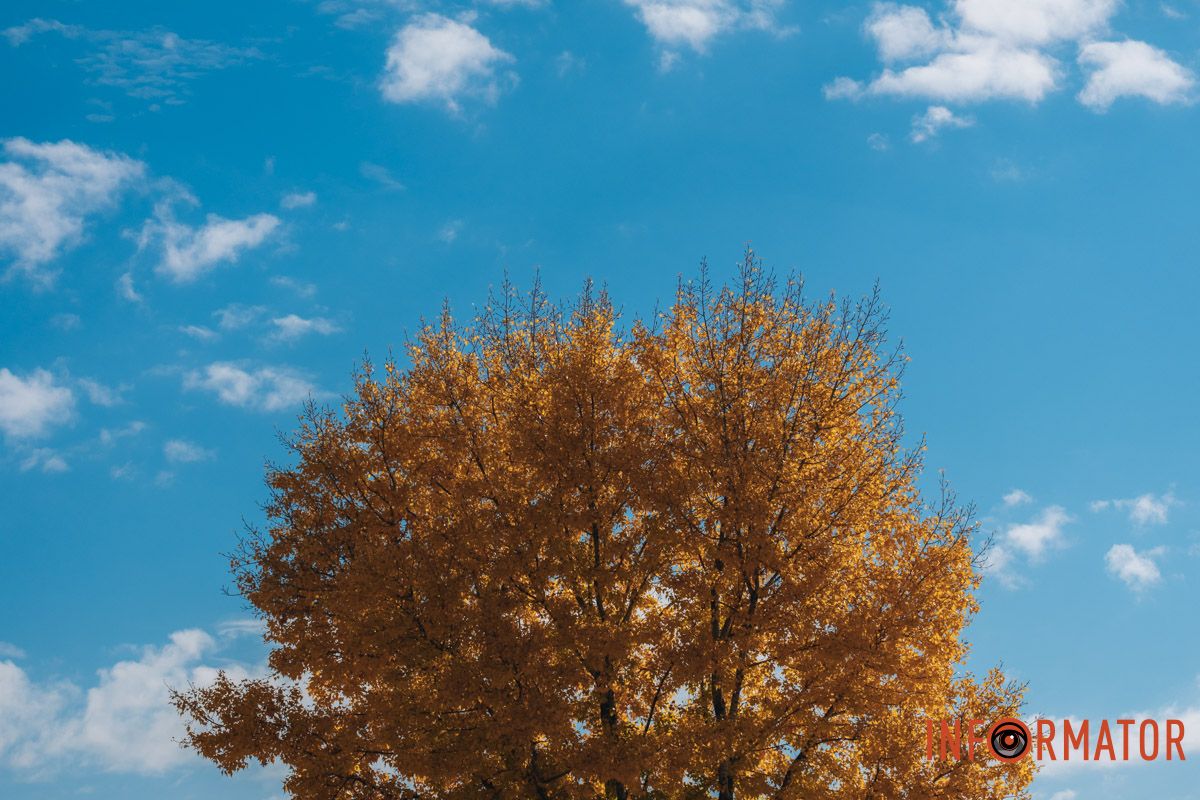 Деревья одели свои последние краски