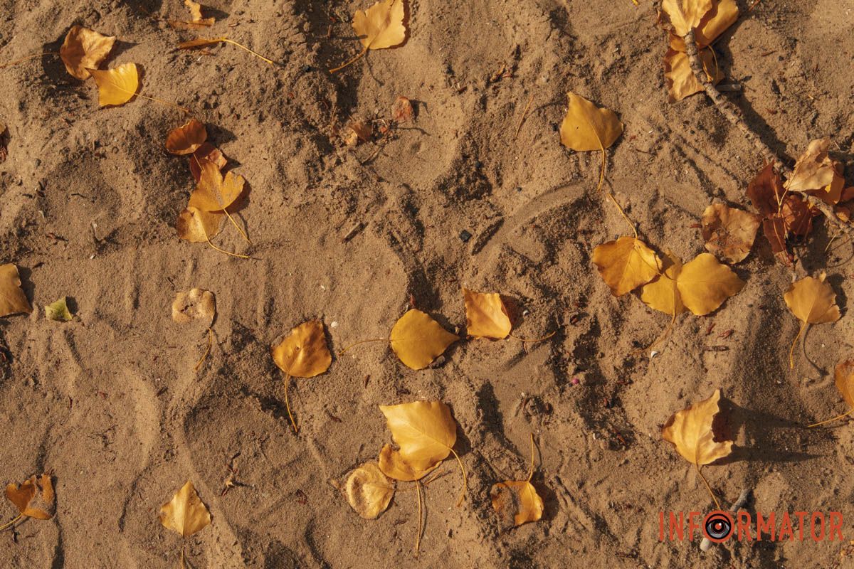 Песок покрылся листвой