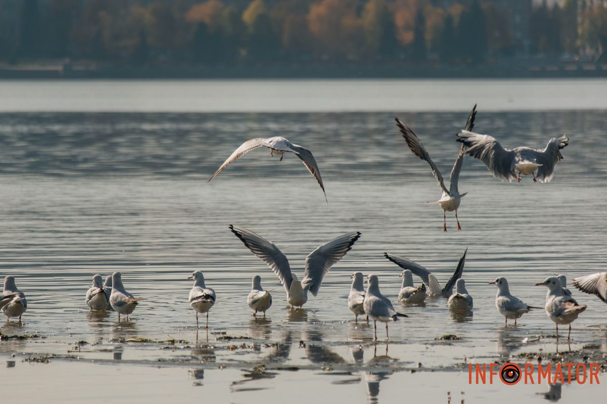 Чайки кружатся между солнцем и водой