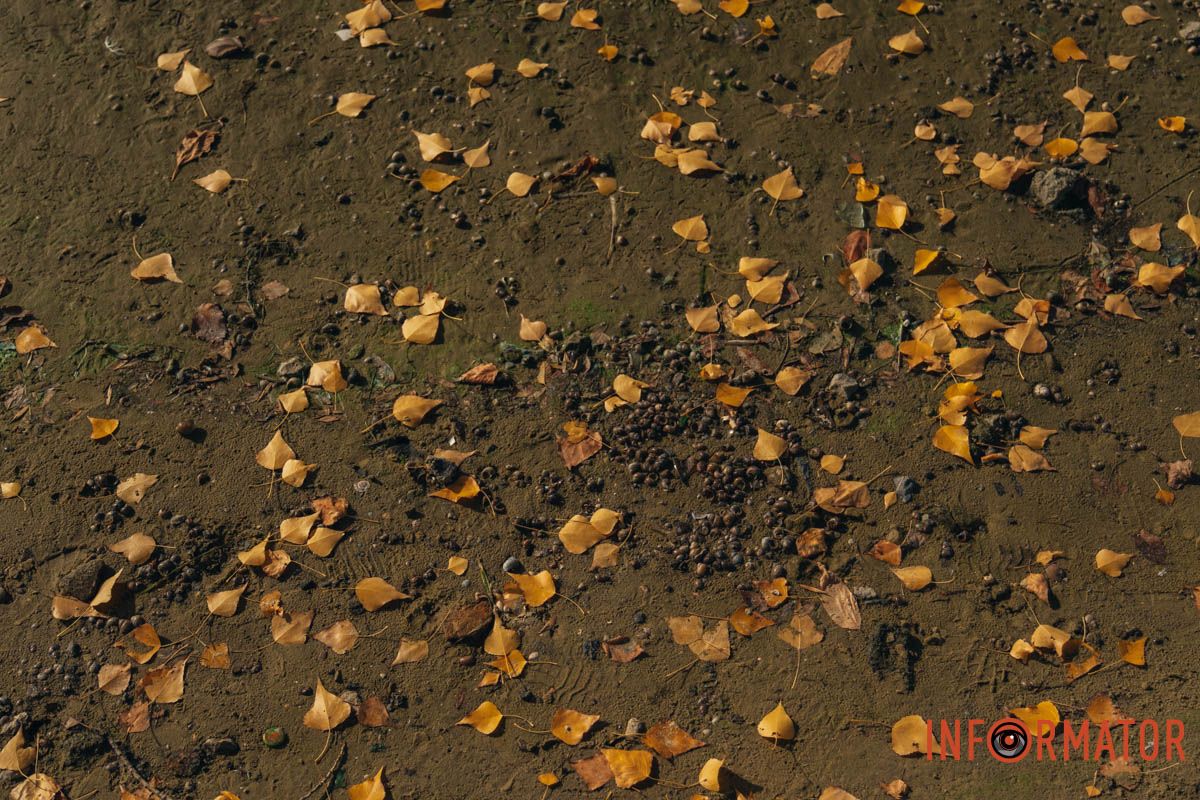 Листья на мокром песке