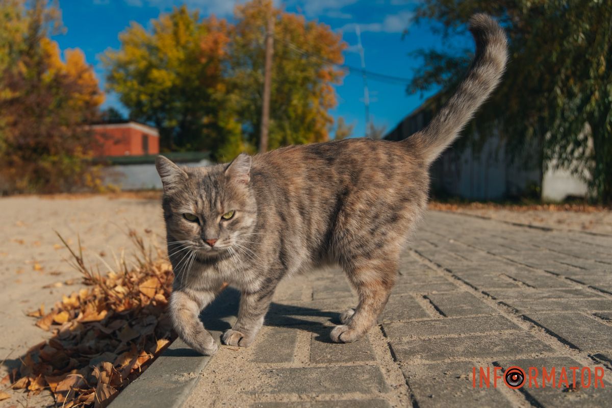 Встретили котика на прогулке