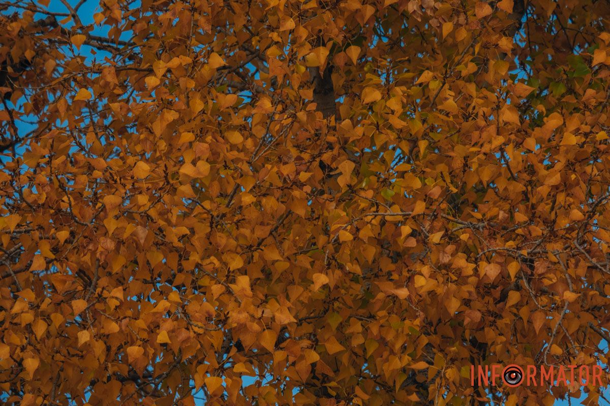 Осень коснулась каждой ветви