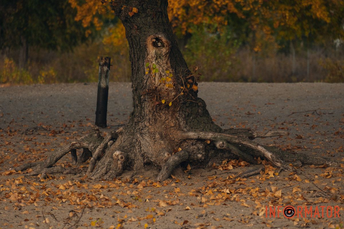 Все в осенних листьях