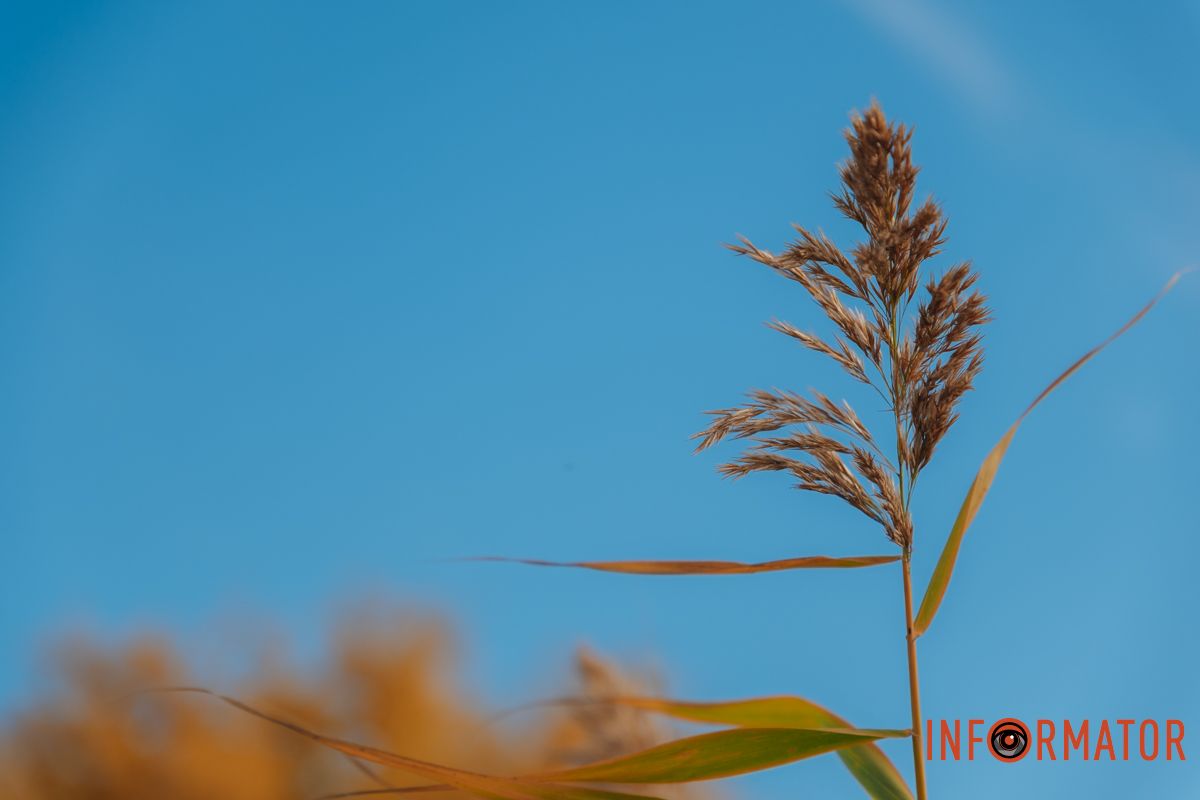 Красота осени в деталях