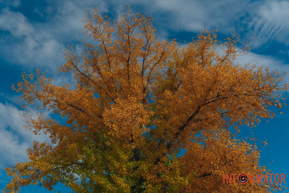 Листья на деревьях приобретают яркие краски.