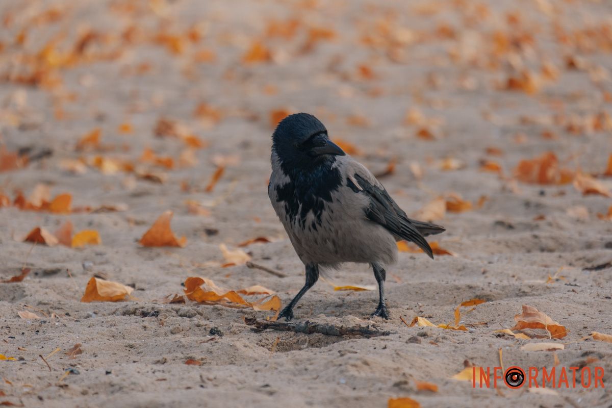 Птицы здесь свободны, как ветер
