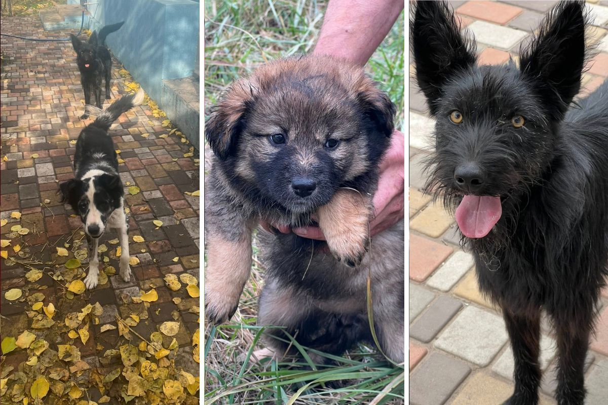 Вони щукають нові домівки