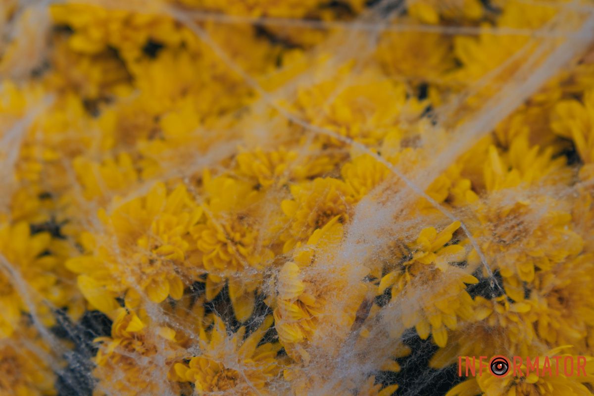 Павутина добралась до квітів