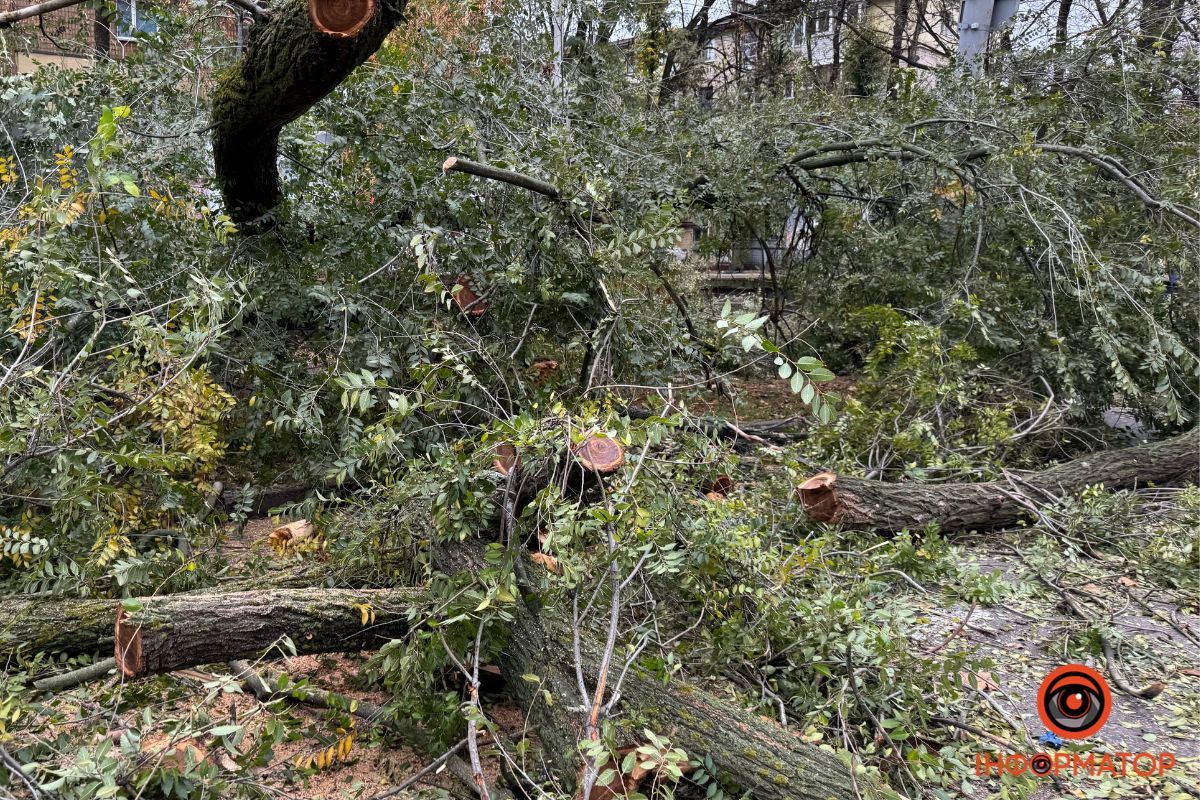 Гілки можуть пошкодити автомобілі при необережному маневрі Гілки можуть пошкодити автомобілі при необережному маневрі