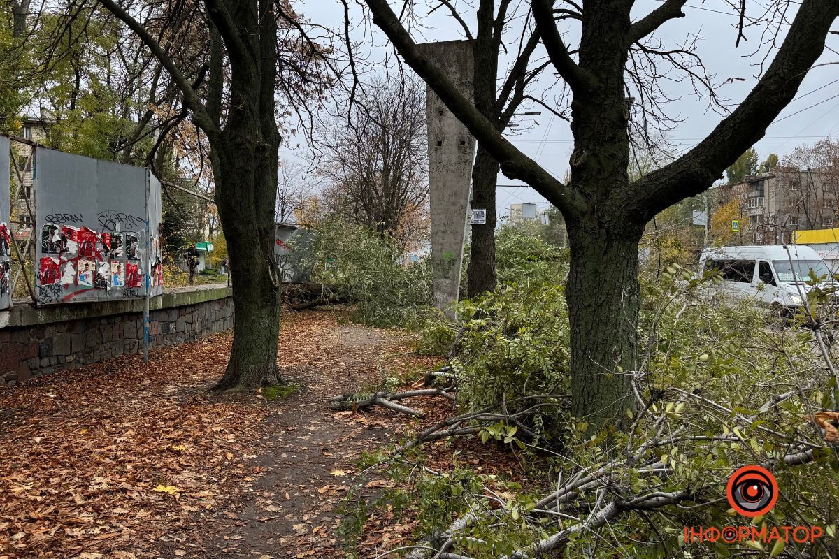 Наразі невідомо, чи залишили гілки комунальники після обрізки, чи вони впали самі Наразі невідомо, чи залишили гілки комунальники після обрізки, чи вони впали самі