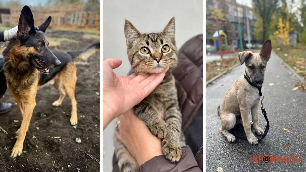 Покинули напризволяще: історії тварин, які чекають на любов та дім у Дніпрі