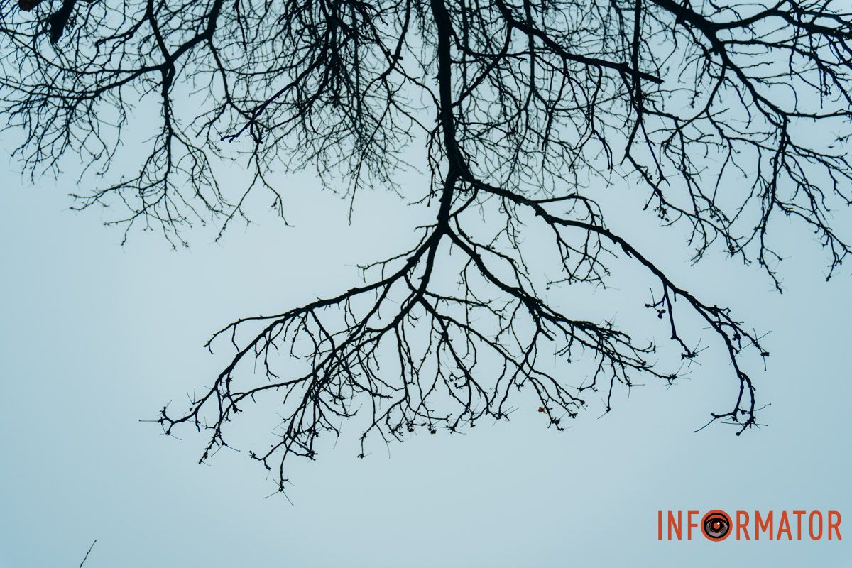 Гілка дерева