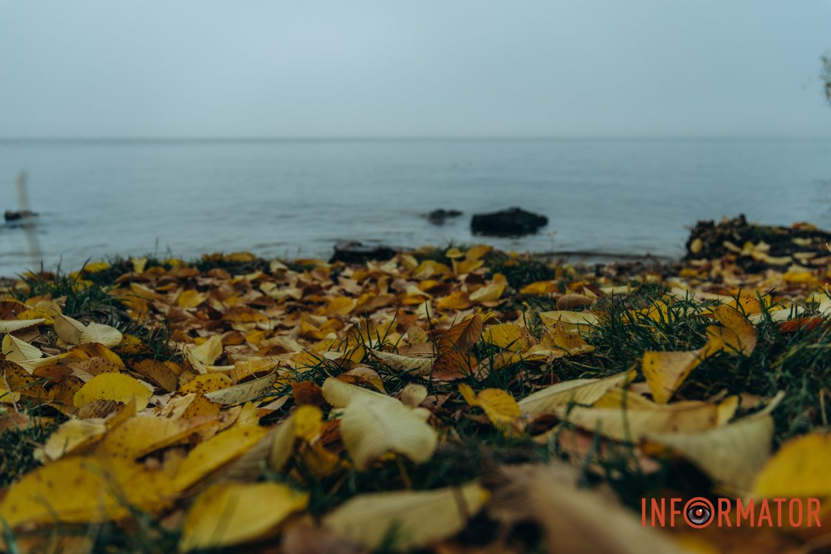 Жовте листя