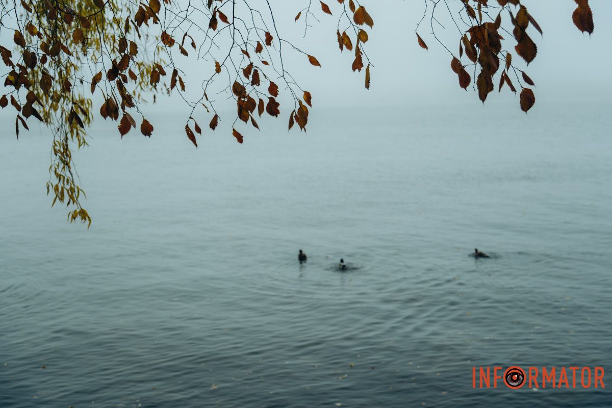 Птахи на воді