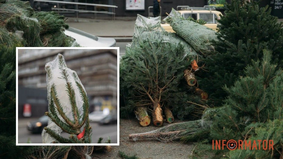 70 точок замість 117: де у Дніпрі можуть продавати ялинки перед Новим роком