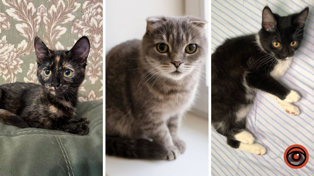 Хвостики Дніпра чекають на теплі обійми: подаруйте тваринкам дім