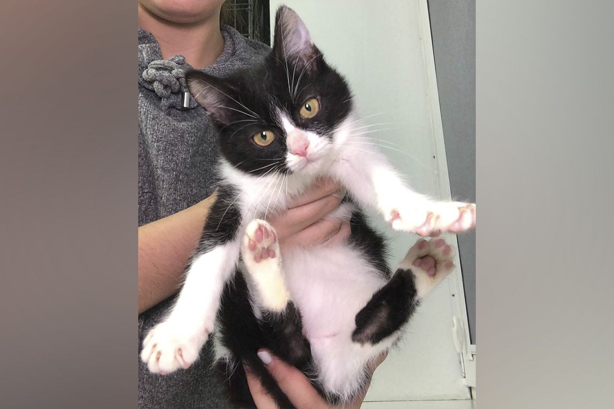 Плюшик Плюшик