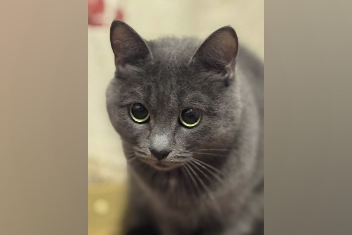5-річна кішечка шукає родину 5-річна кішечка шукає родину