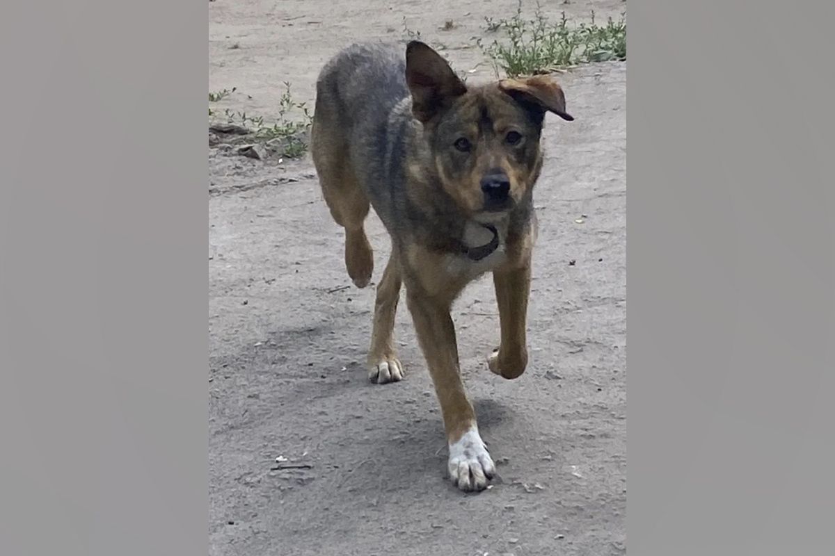 Песик шукає родину Песик шукає родину