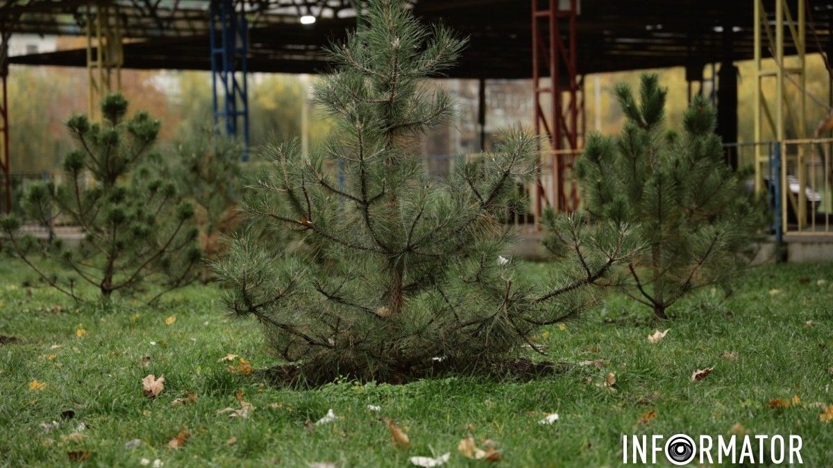 У парку Глоби в Дніпрі провели озеленення та висадили алею сосен з горобиною