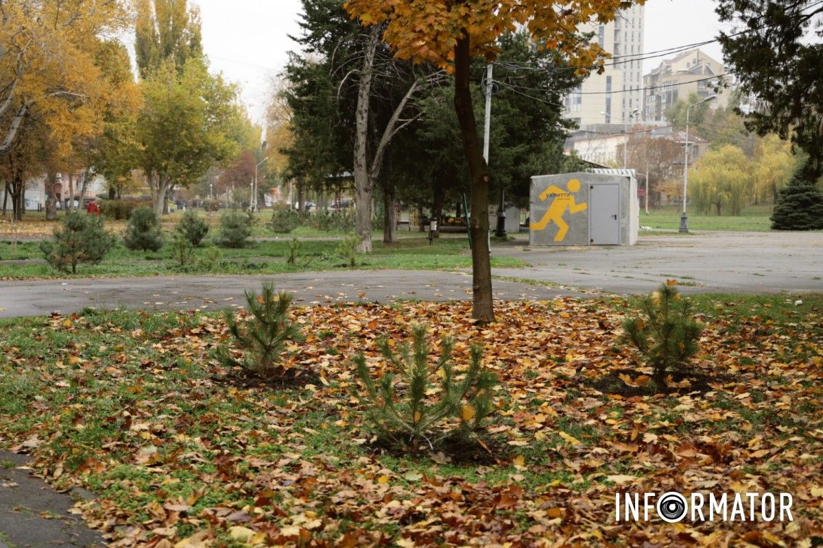 В парке Глобы в Днепре провели озеленение и высадили аллею сосен с рябиной 20