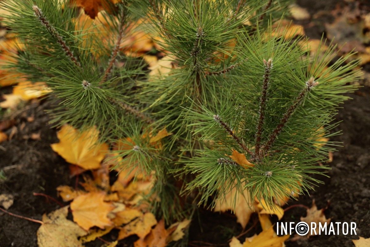 В парке Глобы в Днепре провели озеленение и высадили аллею сосен с рябиной 19