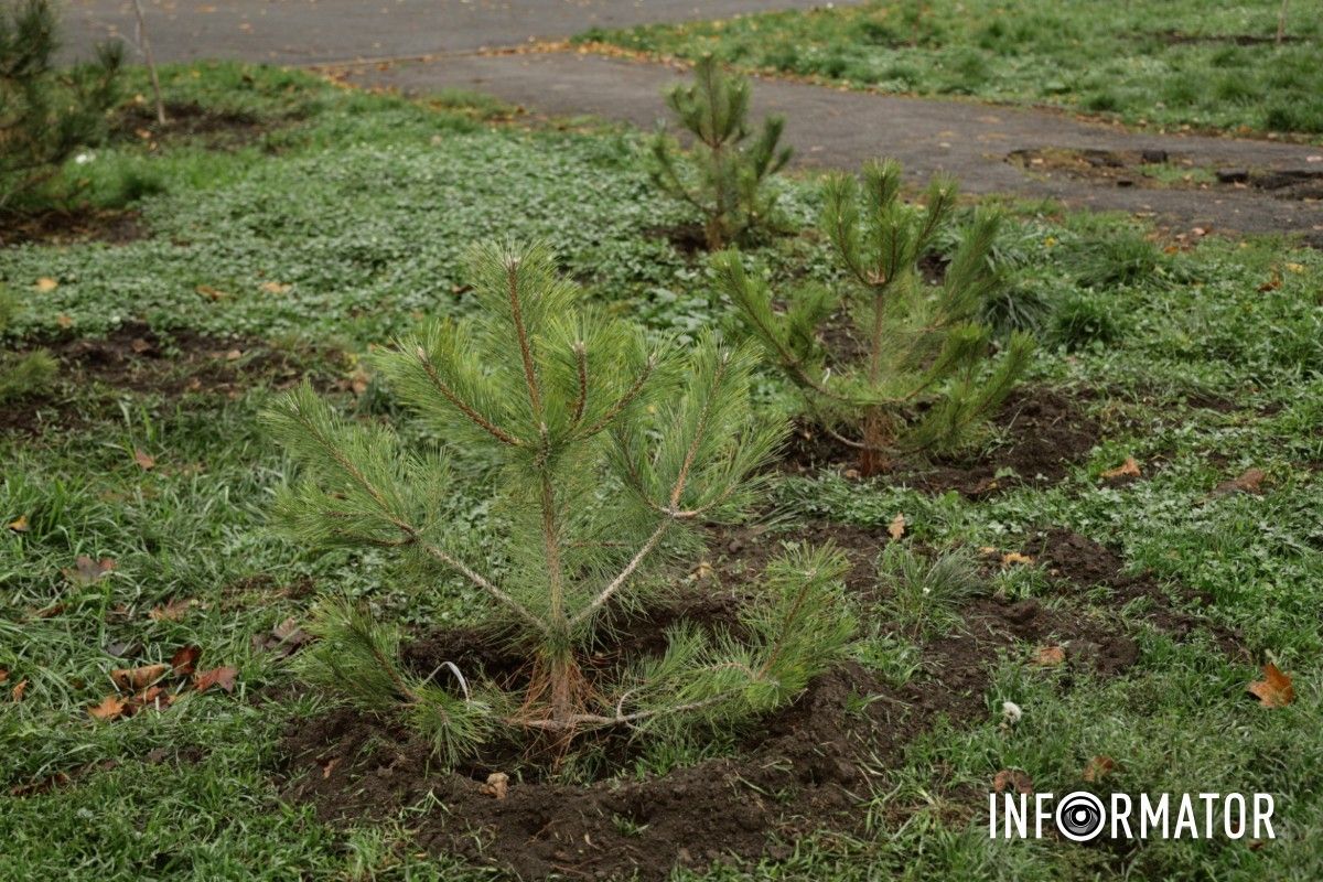 В парке Глобы в Днепре провели озеленение и высадили аллею сосен с рябиной 18