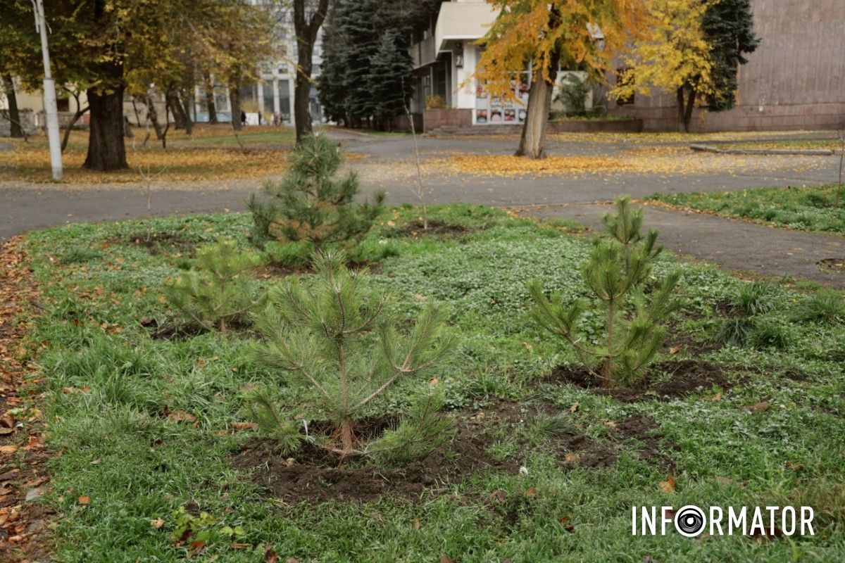В парке Глобы в Днепре провели озеленение и высадили аллею сосен с рябиной 17