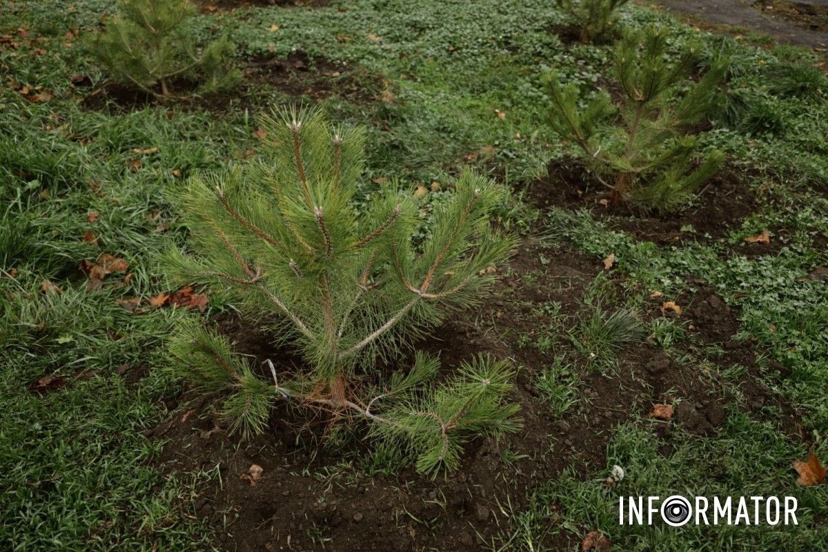 В парке Глобы в Днепре провели озеленение и высадили аллею сосен с рябиной 16