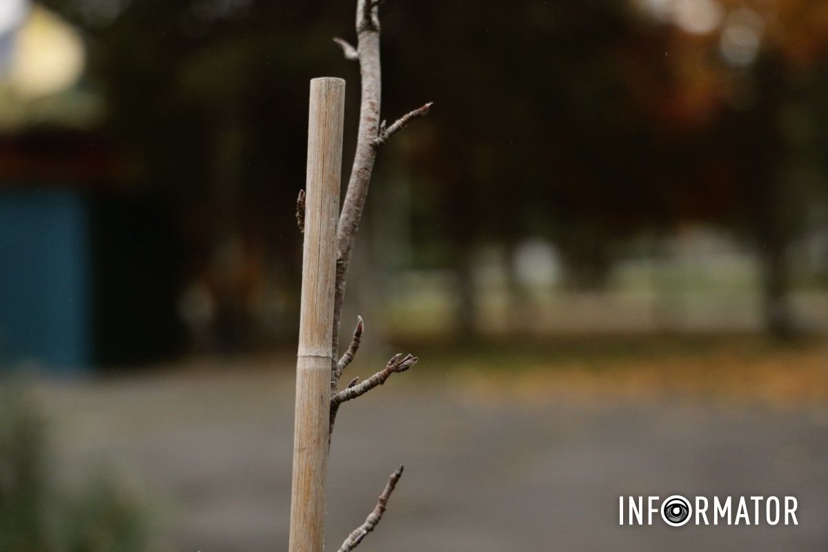 В парке Глобы в Днепре провели озеленение и высадили аллею сосен с рябиной.