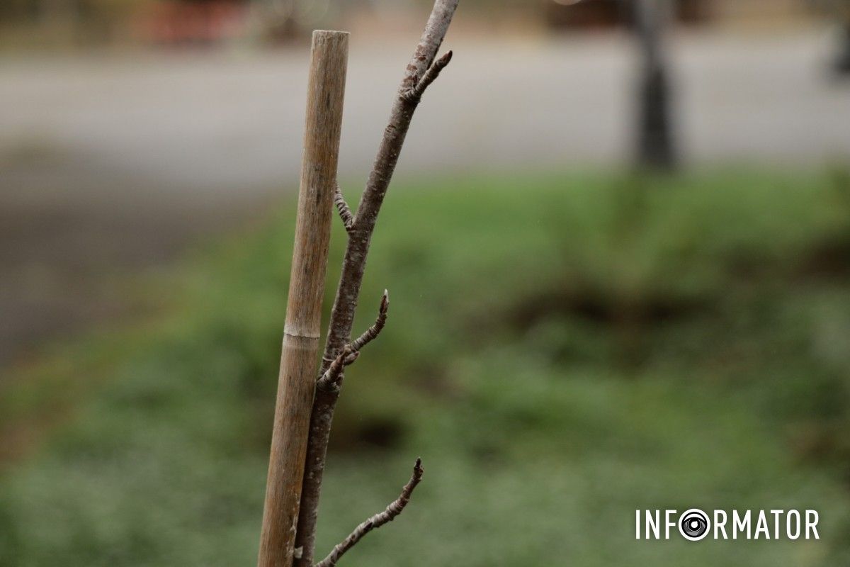 В парке Глобы в Днепре провели озеленение и высадили аллею сосен с рябиной.