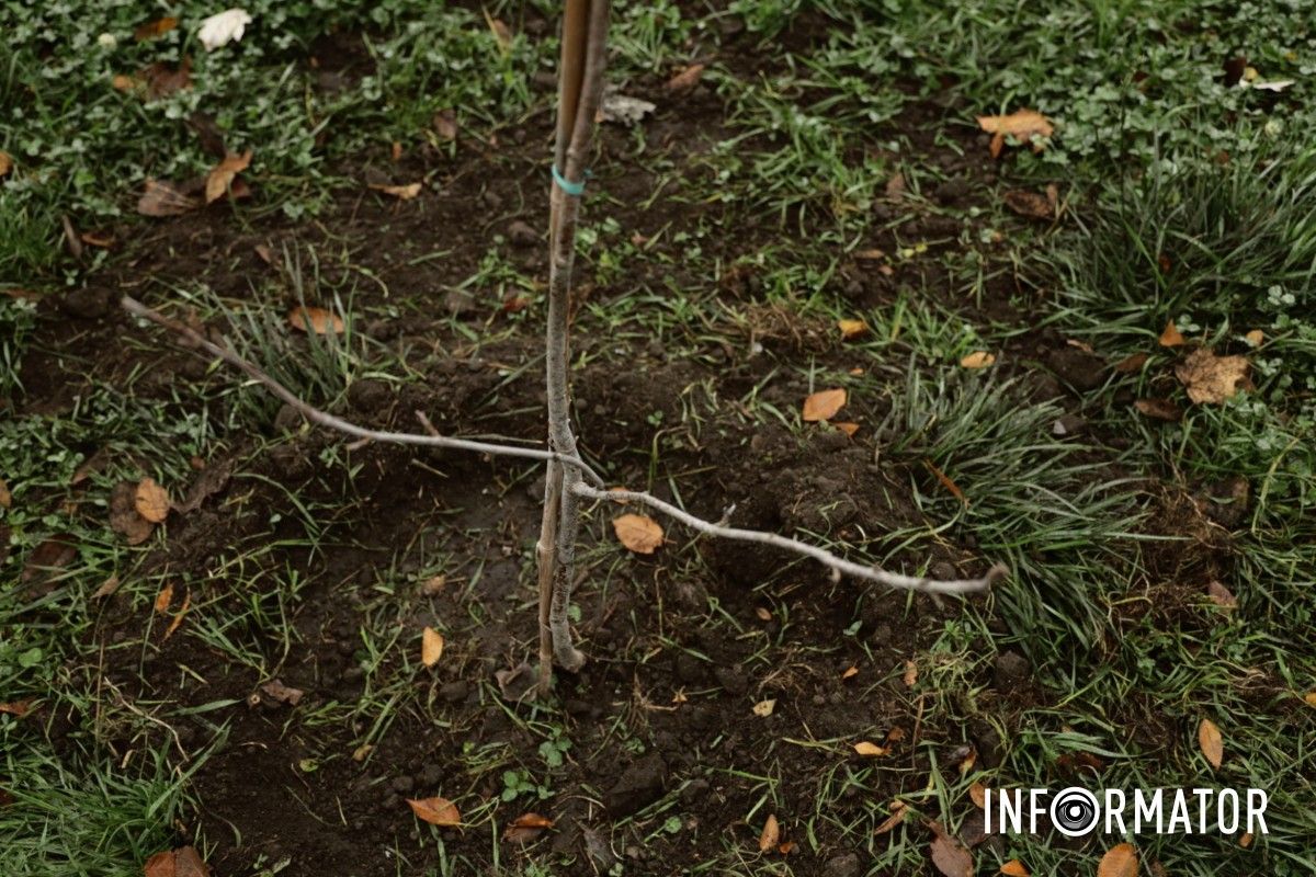 В парке Глобы в Днепре провели озеленение и высадили аллею сосен с рябиной.