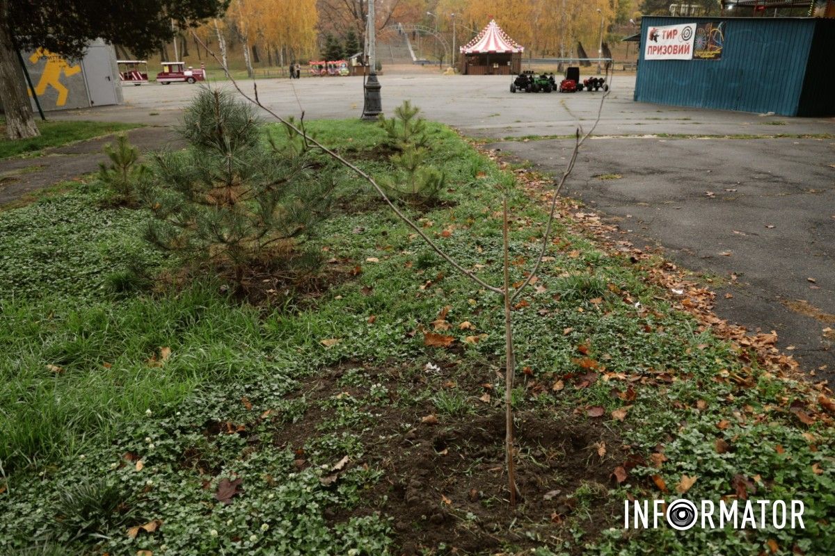 В парке Глобы в Днепре провели озеленение и высадили аллею сосен с рябиной.