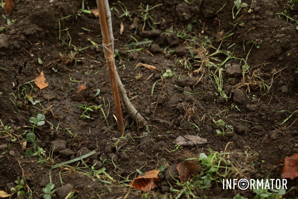 В парке Глобы в Днепре провели озеленение и высадили аллею сосен с рябиной.